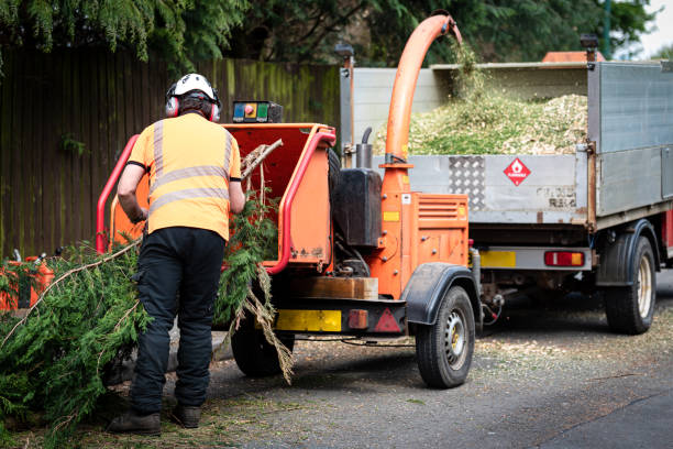 Best Fruit Tree Pruning  in Wayne, PA